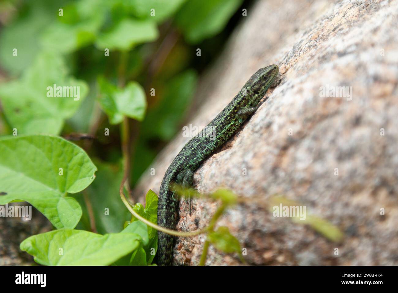 Lézard commun (Zootoca vivipara), lézard vipare, lézard se reposant sur un rocher, West Cornwall, Royaume-Uni Banque D'Images