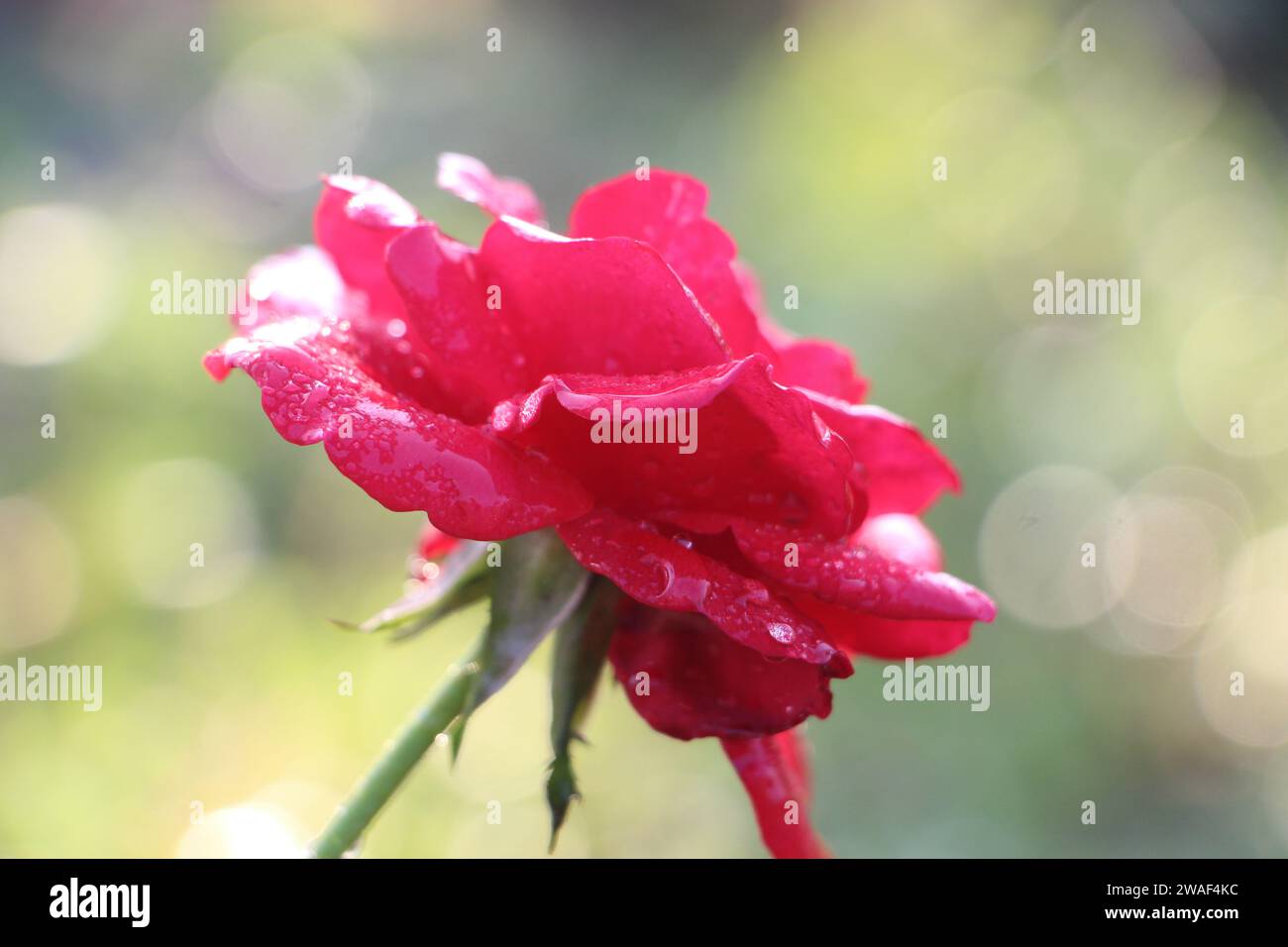 Fleur de rose qui tient le monde avec la corde de l'amour, rose signifie amour de parfum, belle belle Rose belle dans la nature Banque D'Images