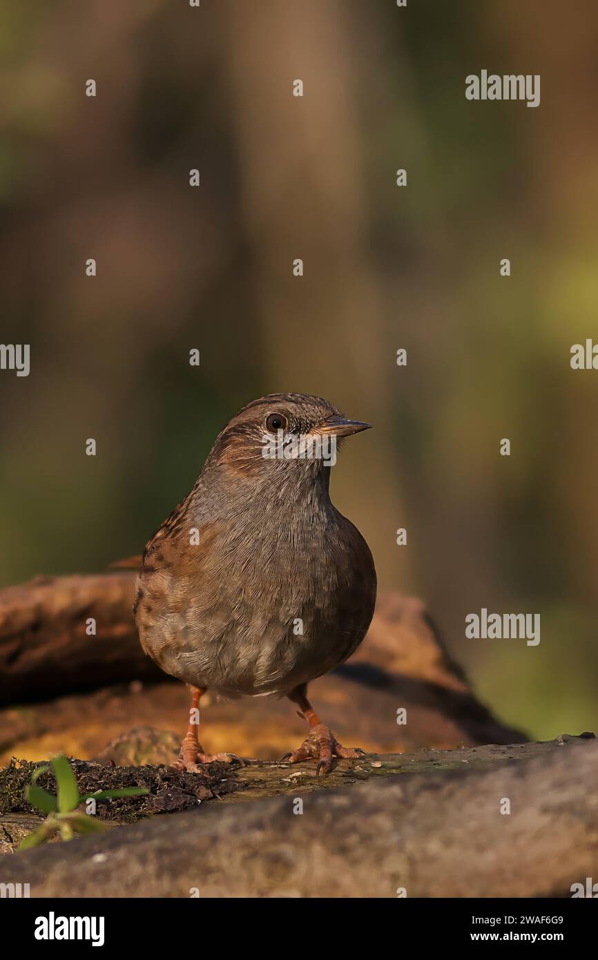 Un haie accentuateur perché sur une bûche dans un cadre forestier, regardant vers le haut avec ses yeux beady Banque D'Images
