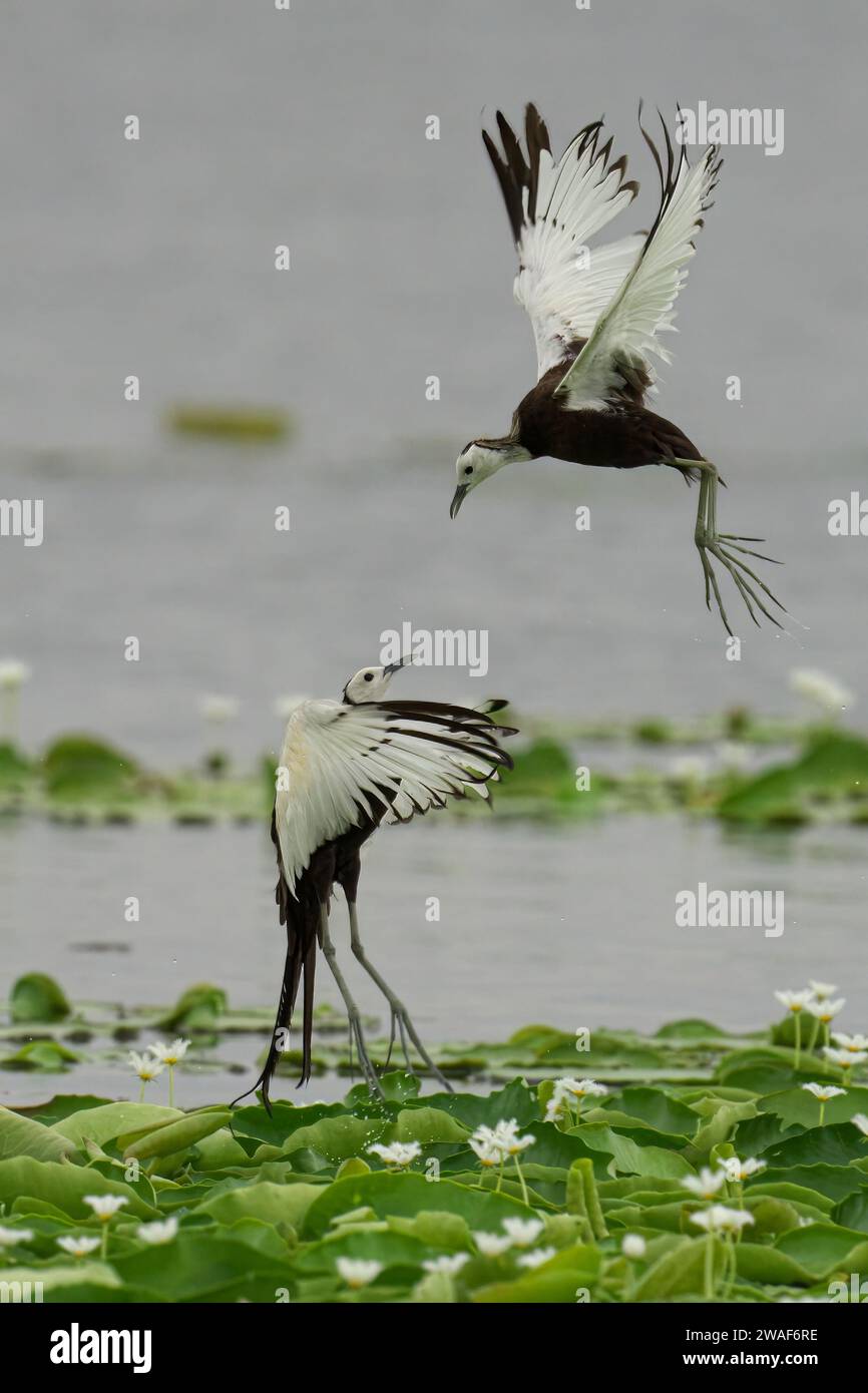 jacana à queue de faisan engagée dans une lutte pour un groupe de plantes aquatiques et de fleurs colorées dans un lac tranquille Banque D'Images