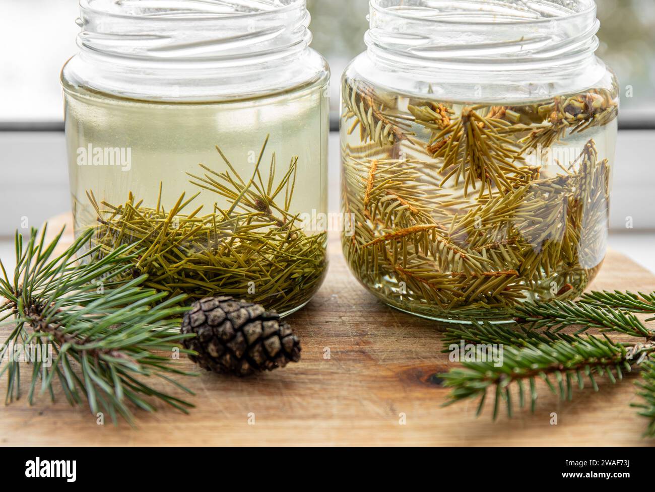 Fabrication de sirop d'aiguilles de pin frais et d'aiguilles d'épinette. Bocaux en verre avec des aiguilles infusées avec de l'eau dans la cuisine à la maison. Banque D'Images