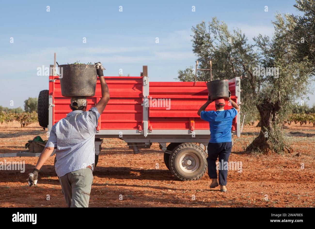 Les cueilleurs d'olives portent le seau sur sa tête jusqu'à la remorque. Scène de saison de récolte des olives Banque D'Images