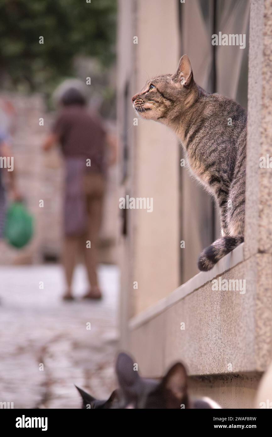 Chats abandonnés sans maison ou propriétaire vivant dans la rue. Banque D'Images