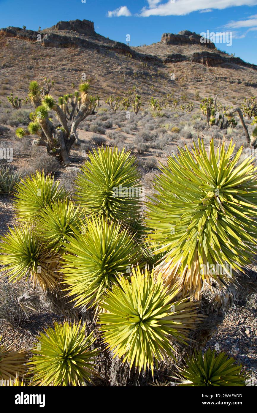 Joshua Tree, Red Rock Canyon National conservation Area, Mt. Charleston Scenic Byway, Nevada Banque D'Images