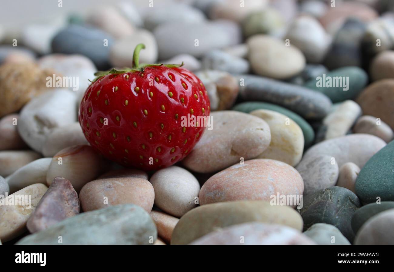 Une fraise entière fraîche couchée sur Une photo macro de Pebbles de mer stock Banque D'Images