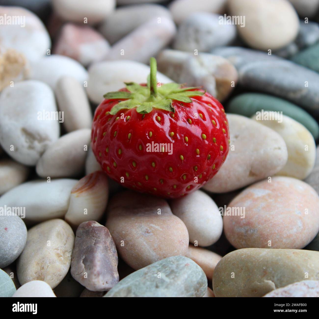 Vue détaillée de mûre fraise rouge sur Une ronde lisse Sea Stones Square photo stock Banque D'Images