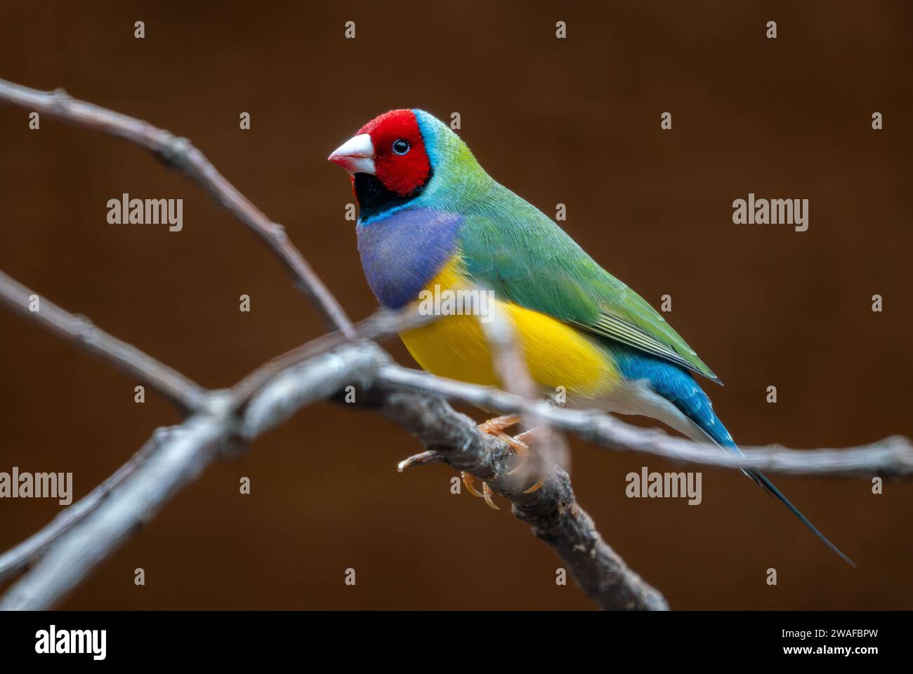 Gouldian Finch - Chloebia gouldiae, magnifique petit oiseau passine coloré des bois et buissons australiens, Australie. Banque D'Images