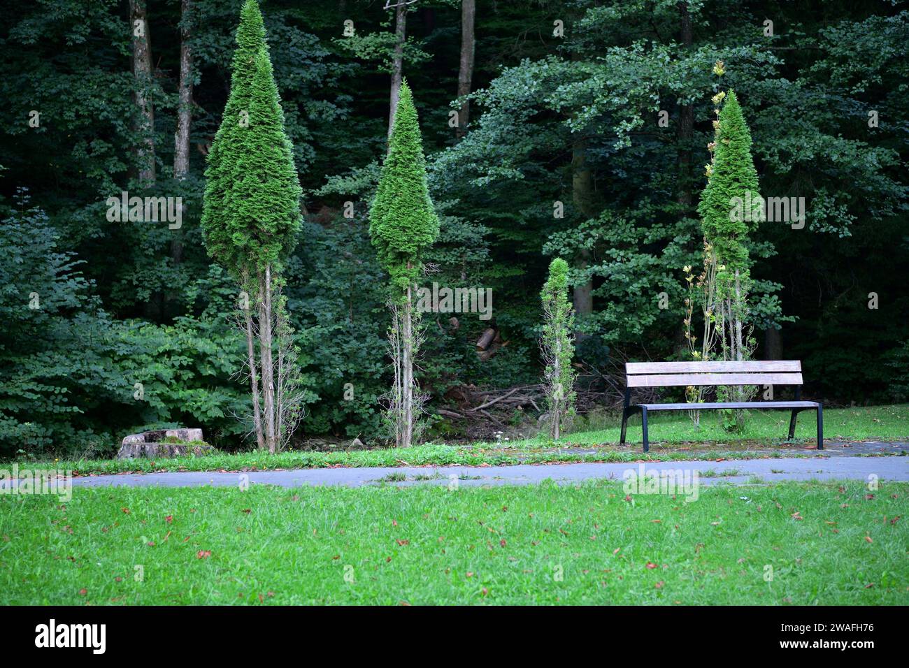 Parc de loisirs forestier pour les touristes avec des arbres et des bancs pour la détente Banque D'Images