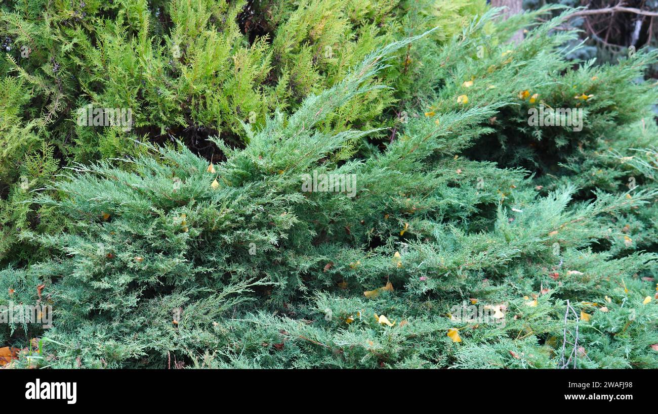 brousse de genévrier dans un jardin botanique ou arboretum en automne, branches parfumées en forme d'aiguille parsemées de feuilles jaunes tombées, conifères à feuilles persistantes Banque D'Images