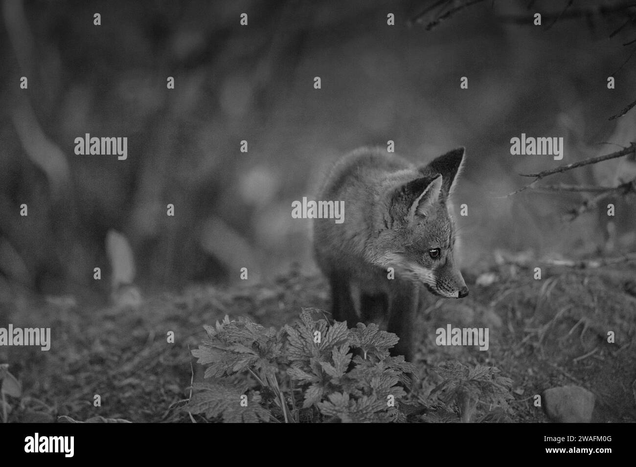 Portrait d'un jeune renard rouge en noir et blanc Banque D'Images