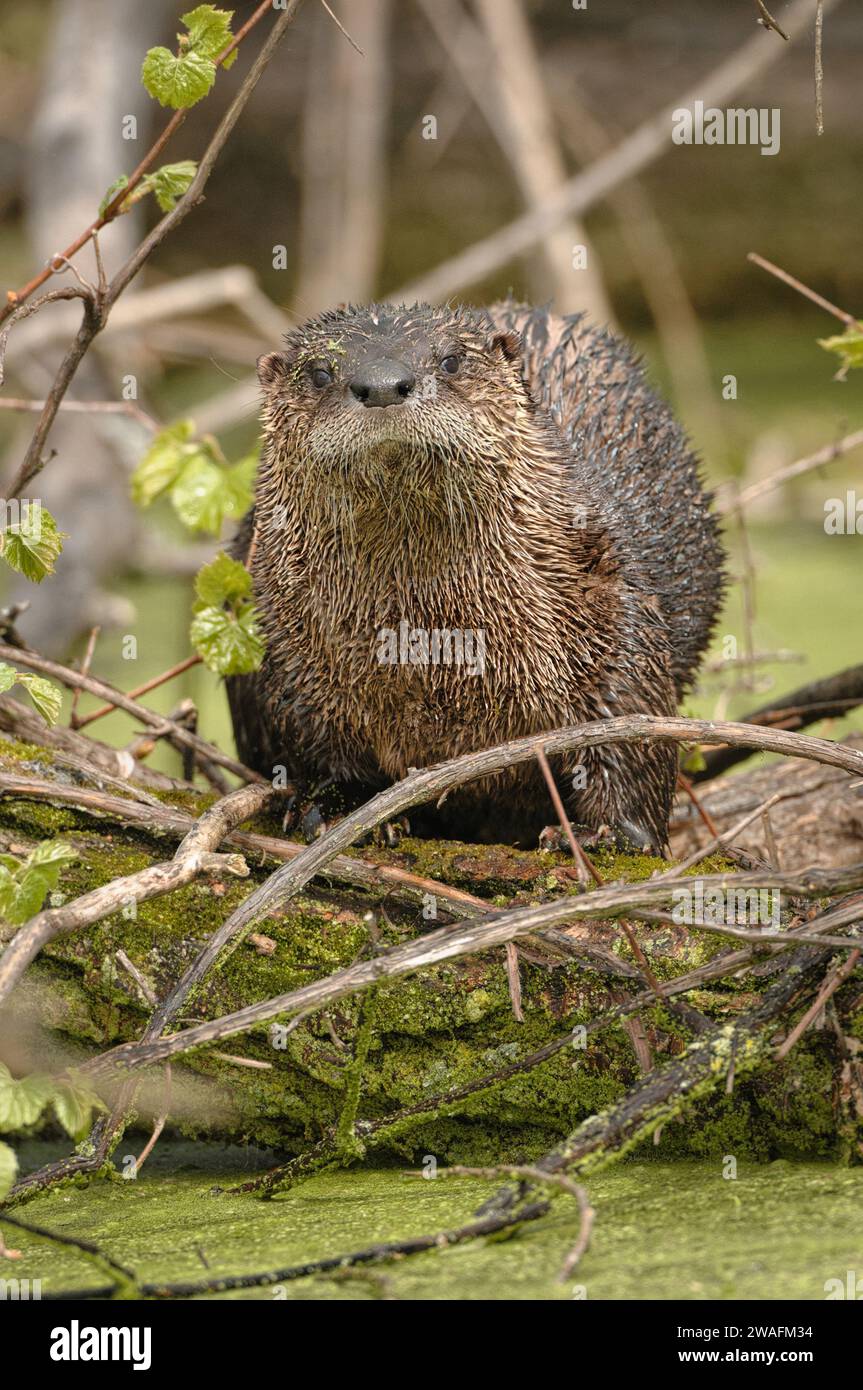 Gros plan d'une loutre de rivière nord-américaine Banque D'Images