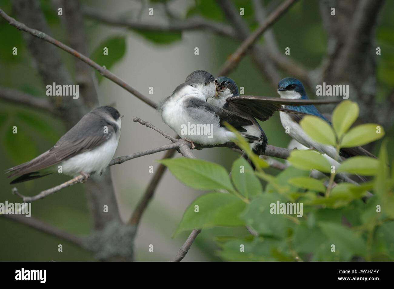 Young Tree Swallow appelle les parents pour de la nourriture Banque D'Images