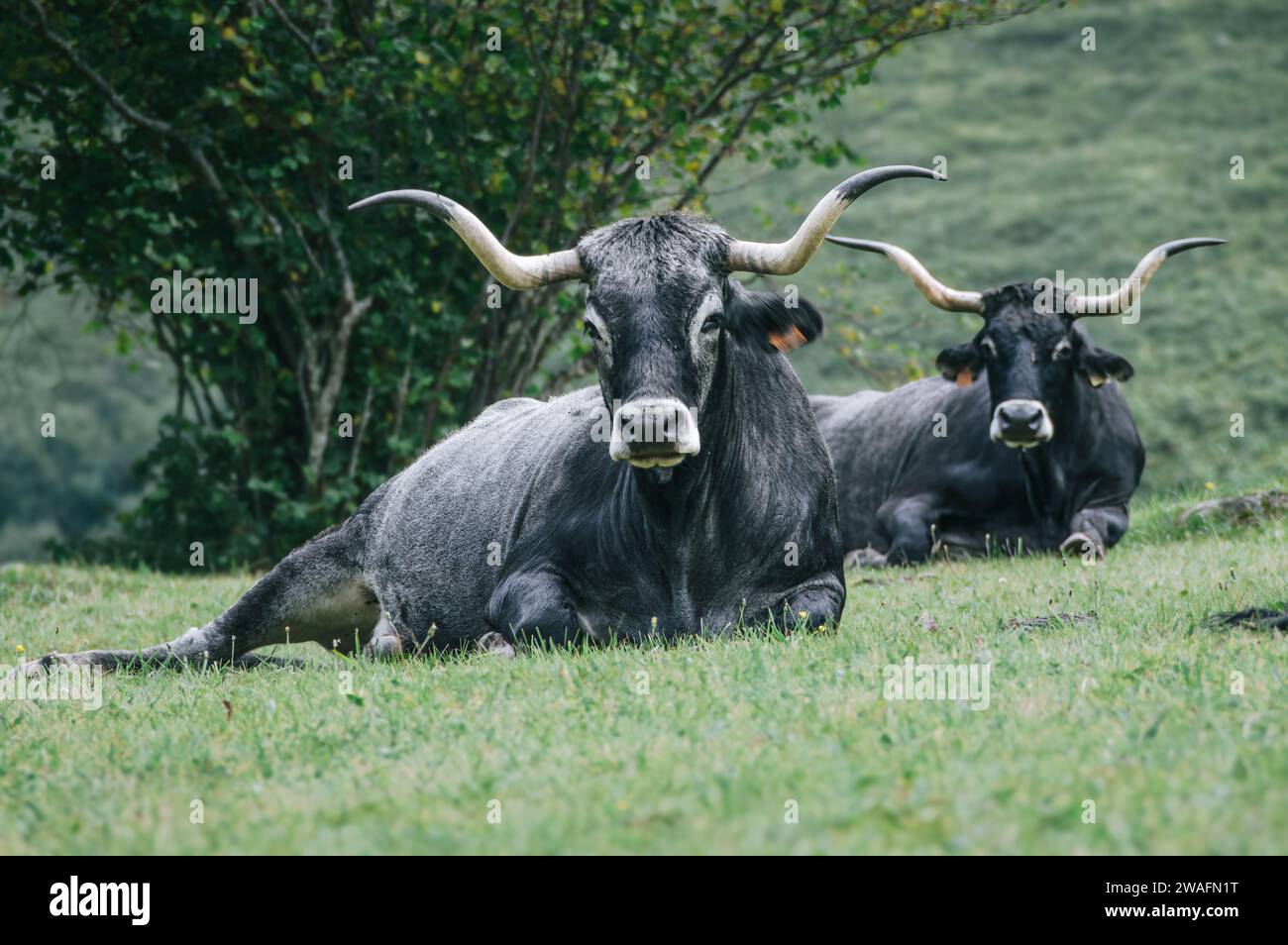 Deux taureaux Tudanca reposent sur un champ de montagne (Espagne) Banque D'Images