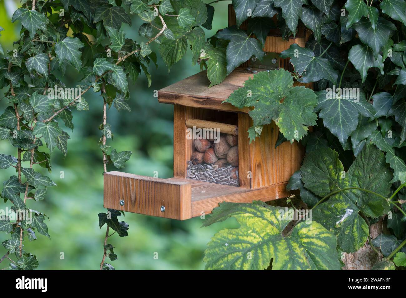 Futterhäuschen für Eichhörnchen selber bauen, Futterhaus, Futterkasten, Nuss-Station, Baureihe, STEP, Steps, Bildreihe, Schrittfolge, selbst bauen, BA Banque D'Images