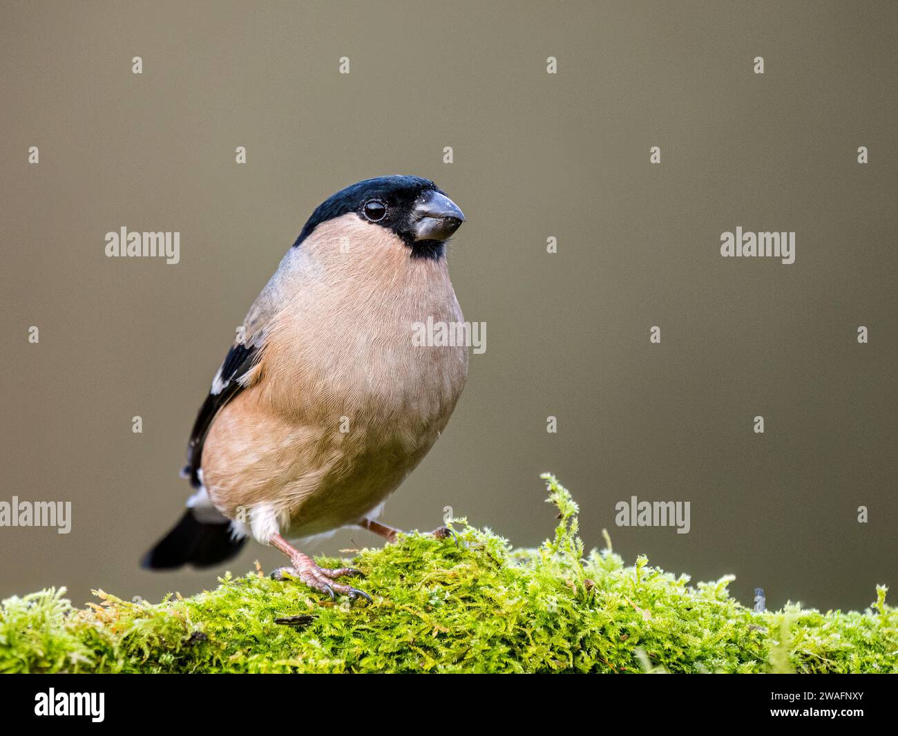 Bullfinch femelle en hiver dans le centre du pays de Galles Banque D'Images