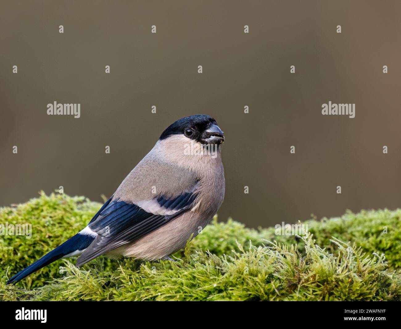 Bullfinch femelle en hiver dans le centre du pays de Galles Banque D'Images