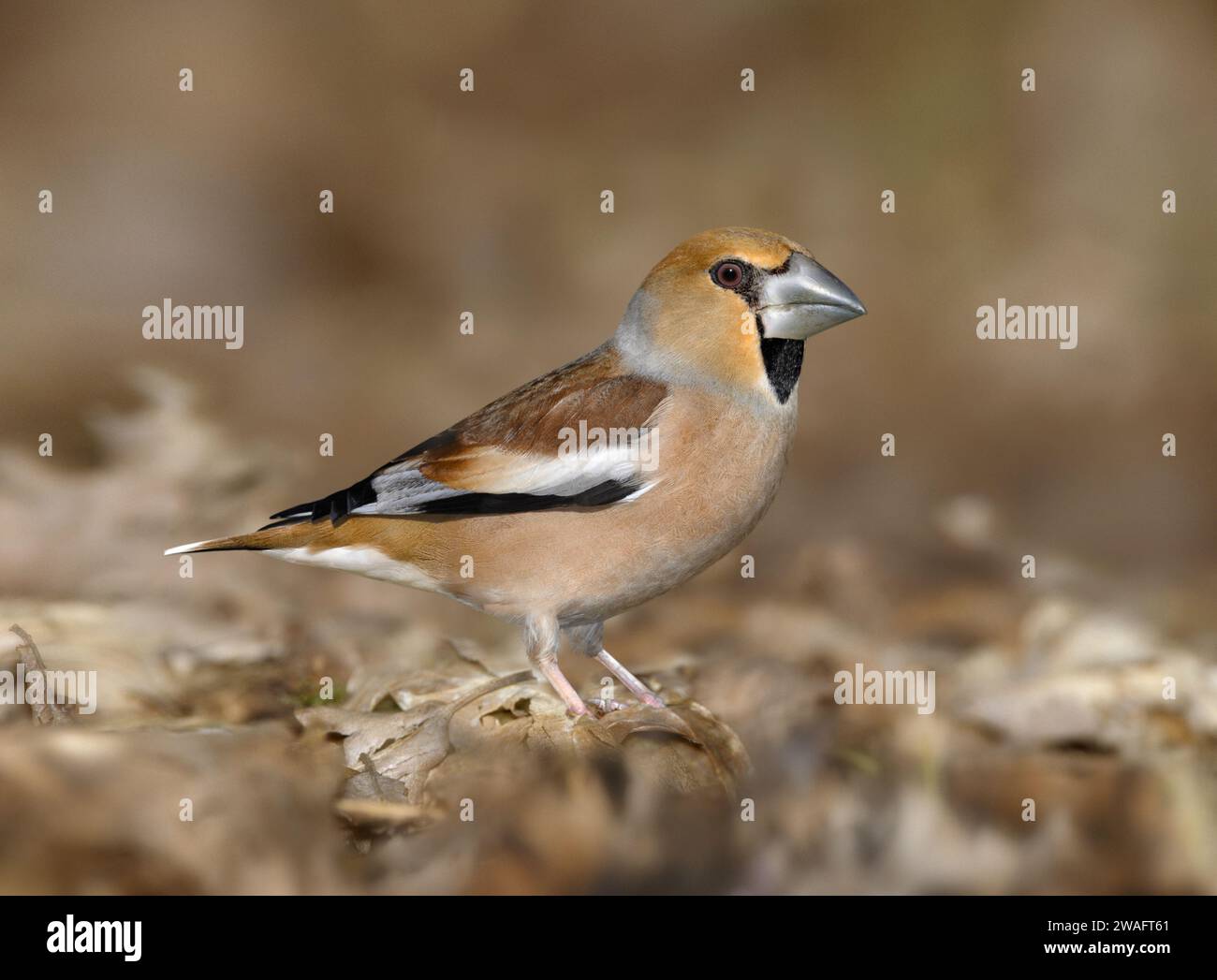 - Coccothraustes coccothraustes Hawfinch Banque D'Images