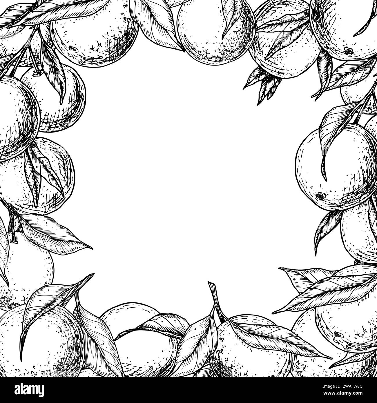 Cadre carré fruits orange. Illustration vectorielle dessinée à la main de Border avec des branches d'agrumes dans un style linéaire. Dessin gravé noir avec mandarines et clémentine avec des feuilles pour icône ou logo. Illustration de Vecteur