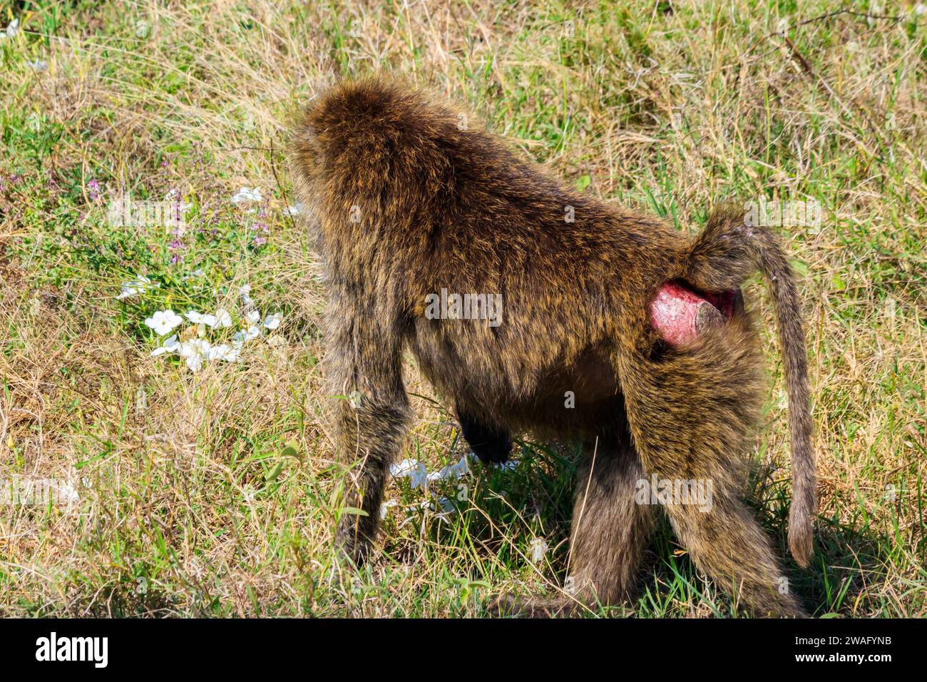 Babouin d'olive (Papio anubis) mangeant des fleurs dans la savane dans le parc national du Serengeti, Tanzanie Banque D'Images