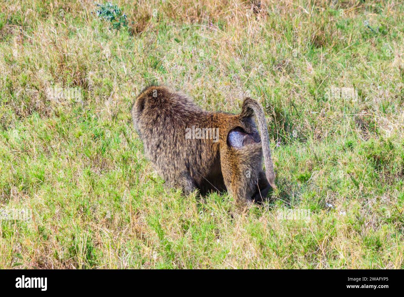 Babouin d'olive (Papio anubis) mangeant des fleurs dans la savane dans le parc national du Serengeti, Tanzanie Banque D'Images