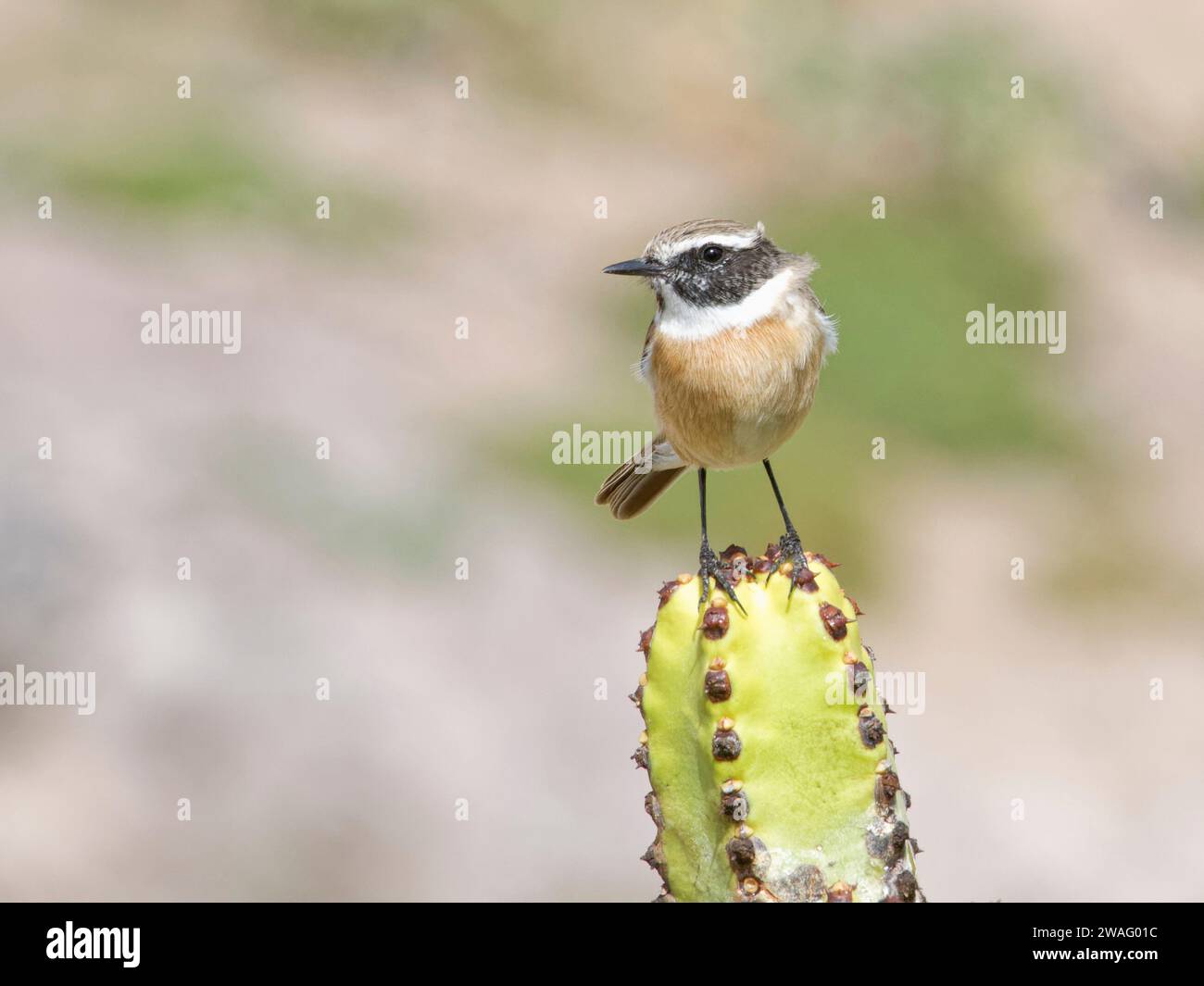Canary Islands stonechat / Fuerteventura chat (Saxicola dacotiae) mâle perché sur une euphorbe des Canaries (Euphorbia canariensis), Fuerteventura. Banque D'Images