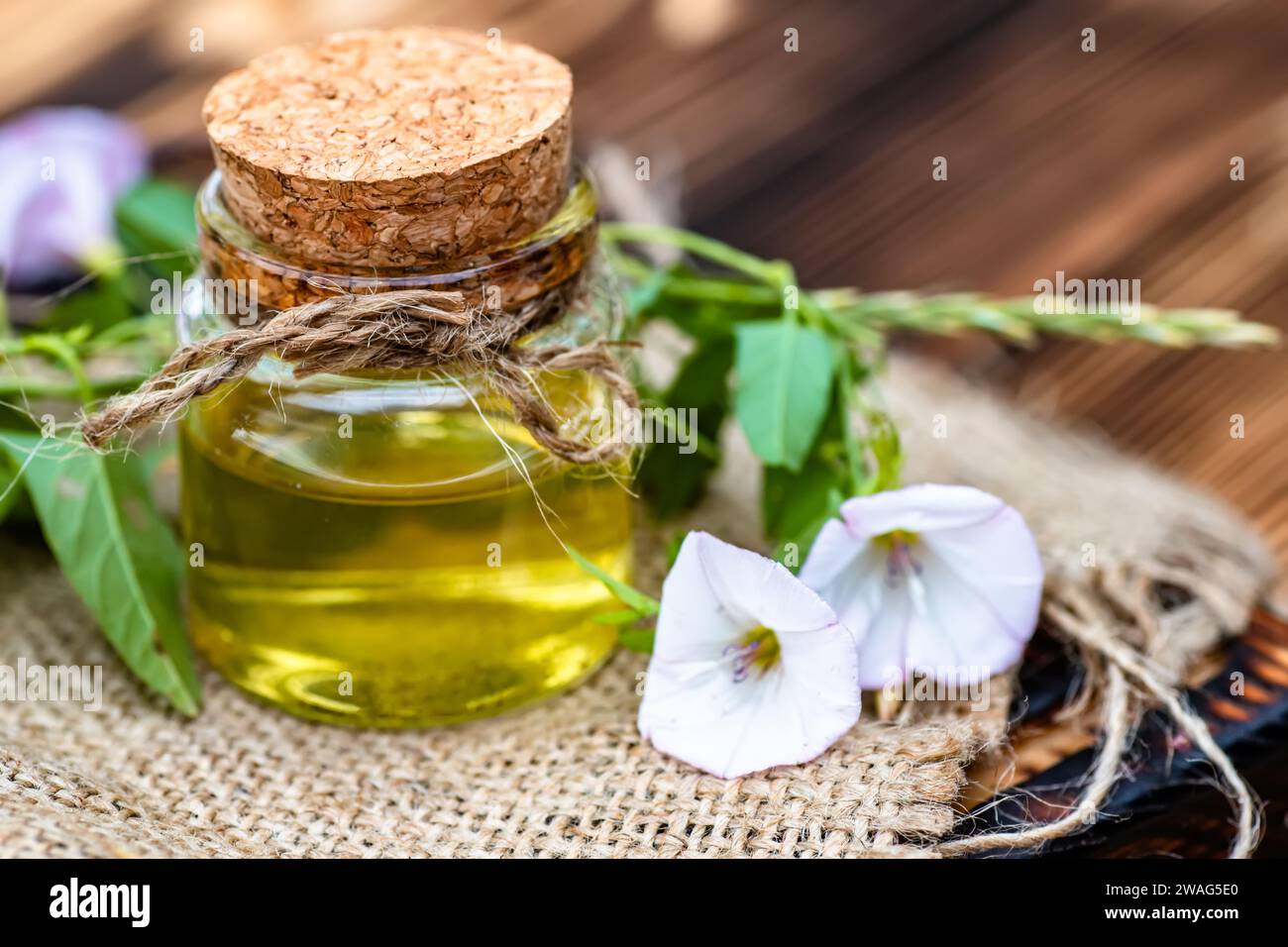 Convolvulus arvensis, ou amande des champs faisant un élixir ou une teinture avec de l'huile essentielle de fleurs. Vue de dessus. Plantes fraîches sur une planche à découper en bois Banque D'Images