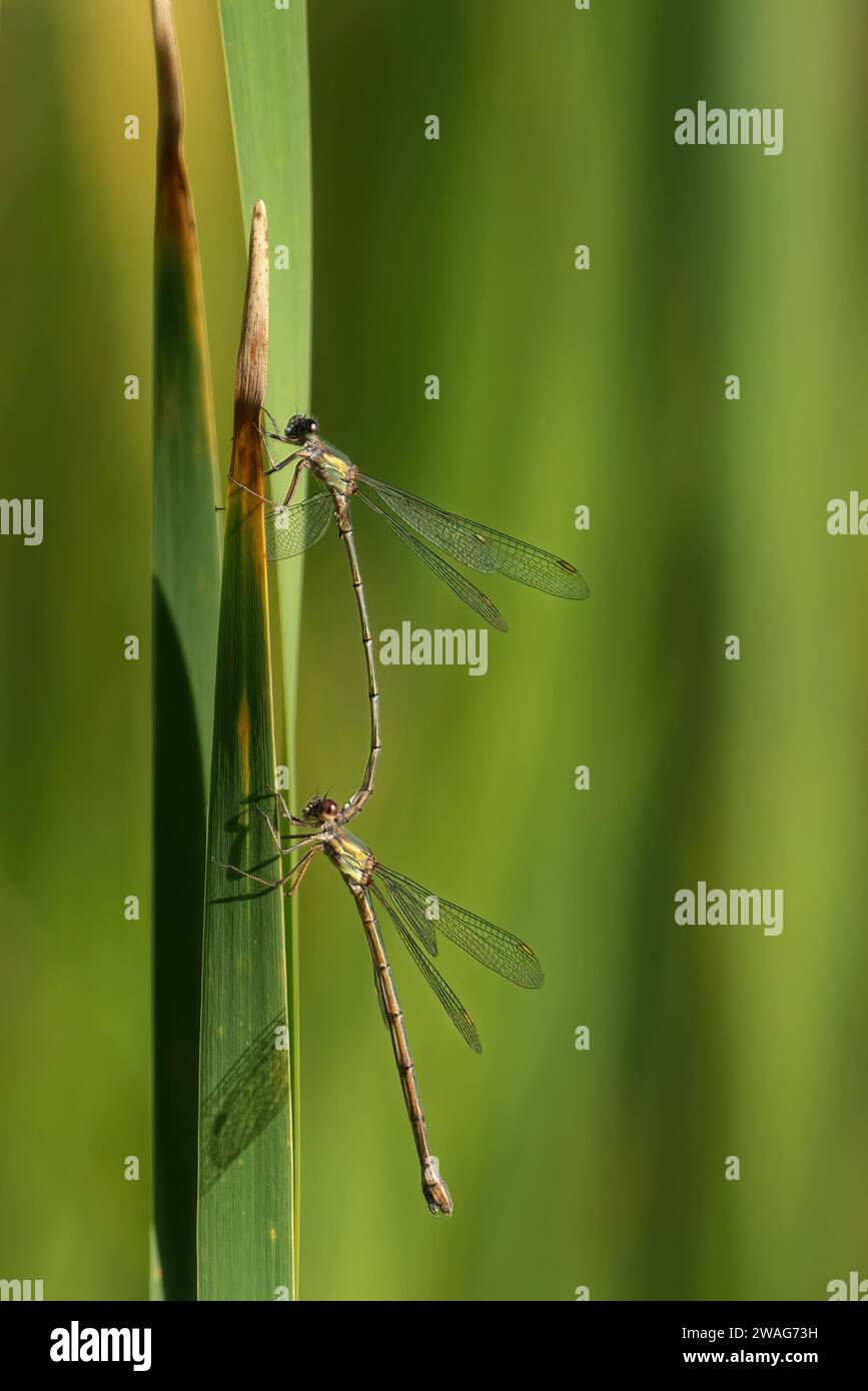 Damselfly émeraude de saule perché sur la tige mince d'une plante verdoyante à feuilles vertes, ses ailes délicates s'étendent et sont prêtes à voler Banque D'Images