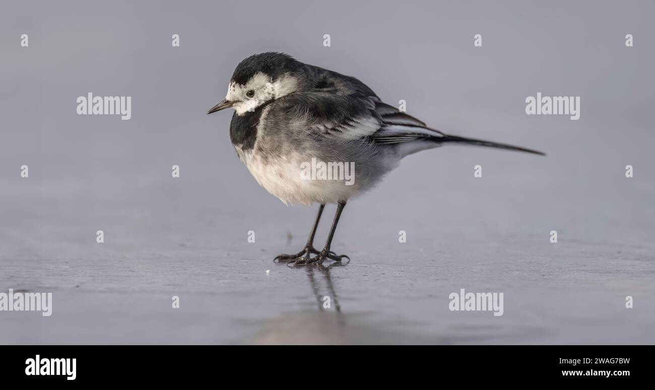 Pied wagtail, Motacilla alba debout sur la glace, gros plan Banque D'Images