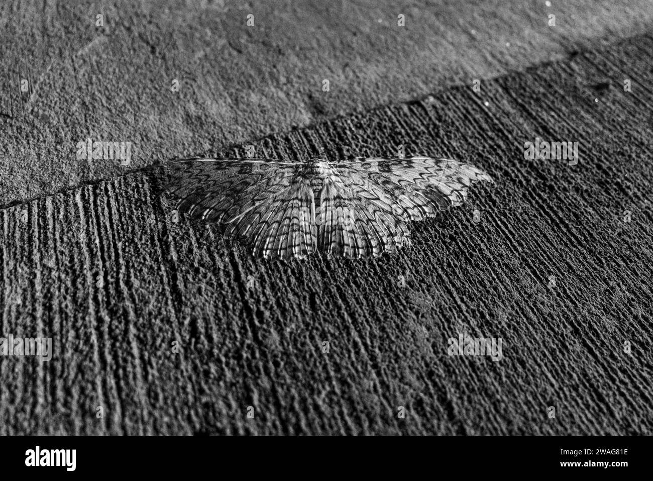 Moth sur un sol en béton Banque D'Images