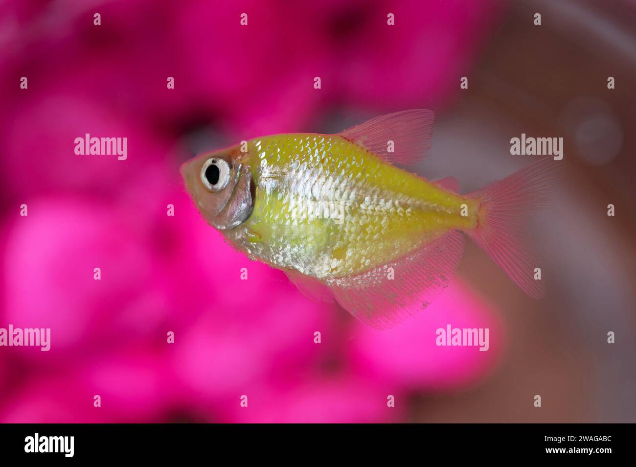 Poisson jaune dans le bol d'aquarium macro vue rapprochée sur fond rose Banque D'Images