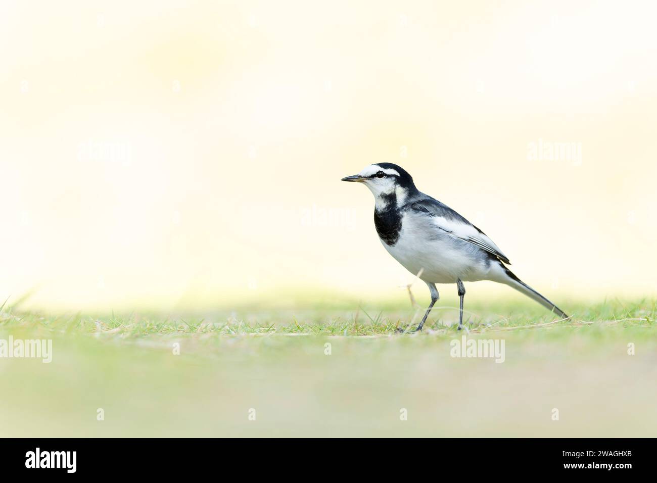 Wagtail noir (Motacilla alba lugens) dans un pré rétro-éclairé. Banque D'Images