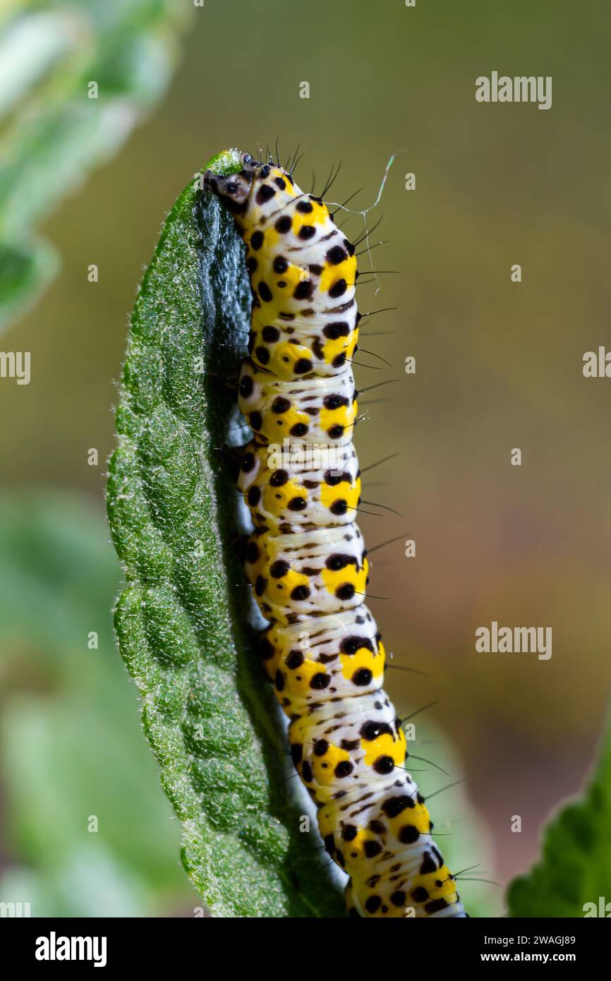 Mullein Cucullia verbasci Caterpillars se nourrissant de feuilles de fleurs de jardin . Banque D'Images