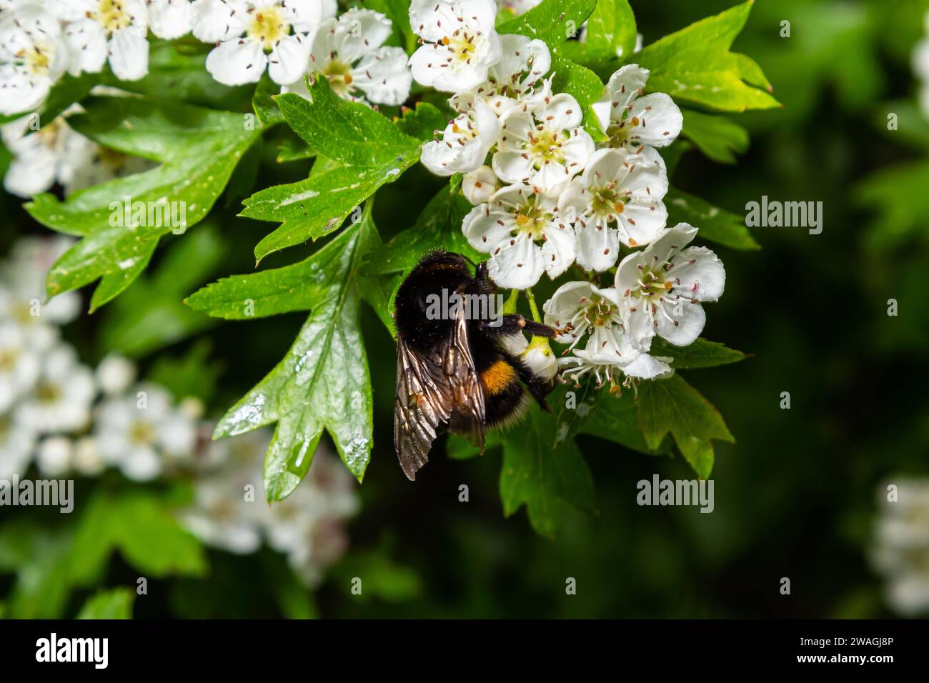 Bumblebee Bombus pascuorum suce le nectar de la fleur blanche. Banque D'Images