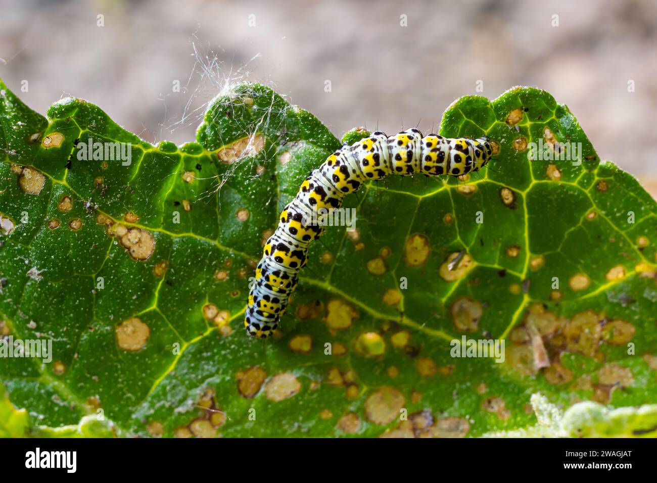 Mullein Cucullia verbasci Caterpillars se nourrissant de feuilles de fleurs de jardin . Banque D'Images