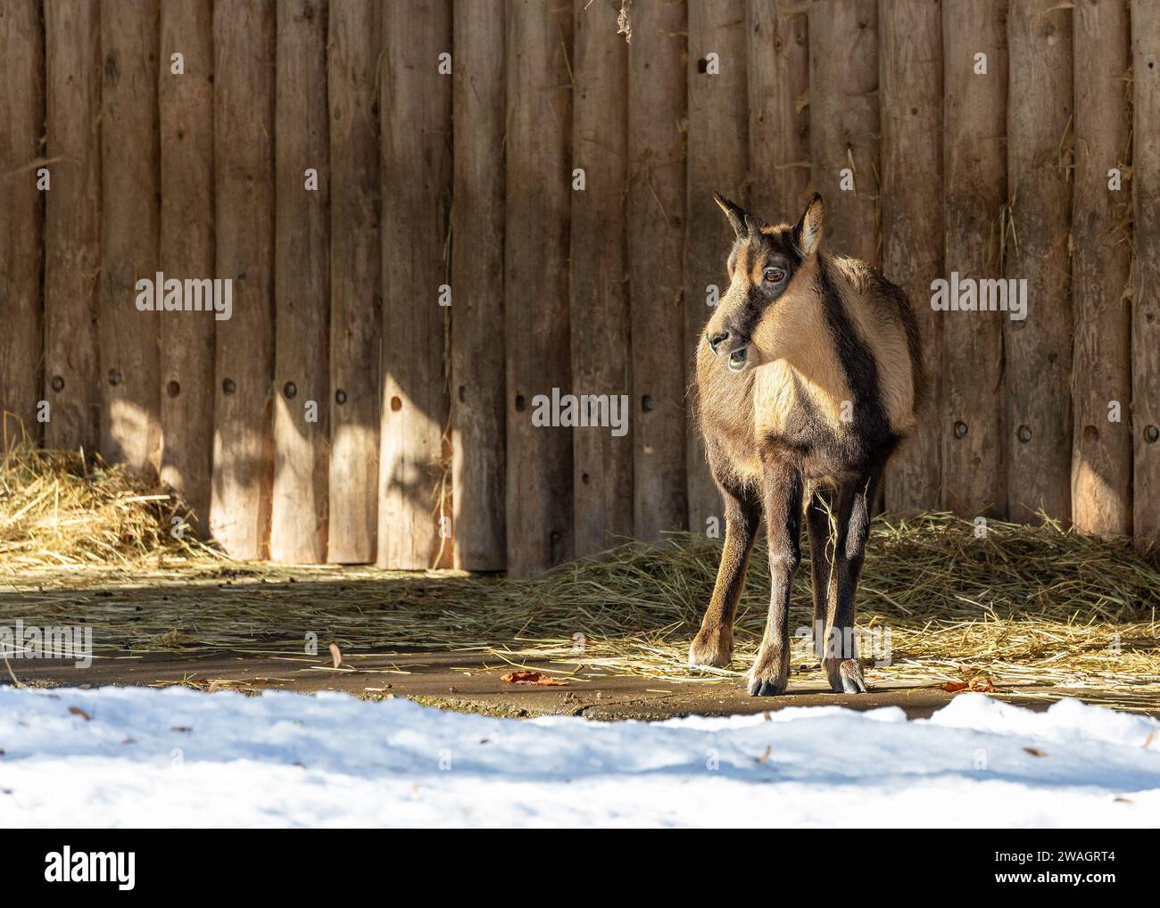 Rupicapra rupicapra, le Chamois, navigue gracieusement dans les prairies alpines européennes. Avec ses sabots agiles et sa construction robuste, cet ongulé montagnard Banque D'Images