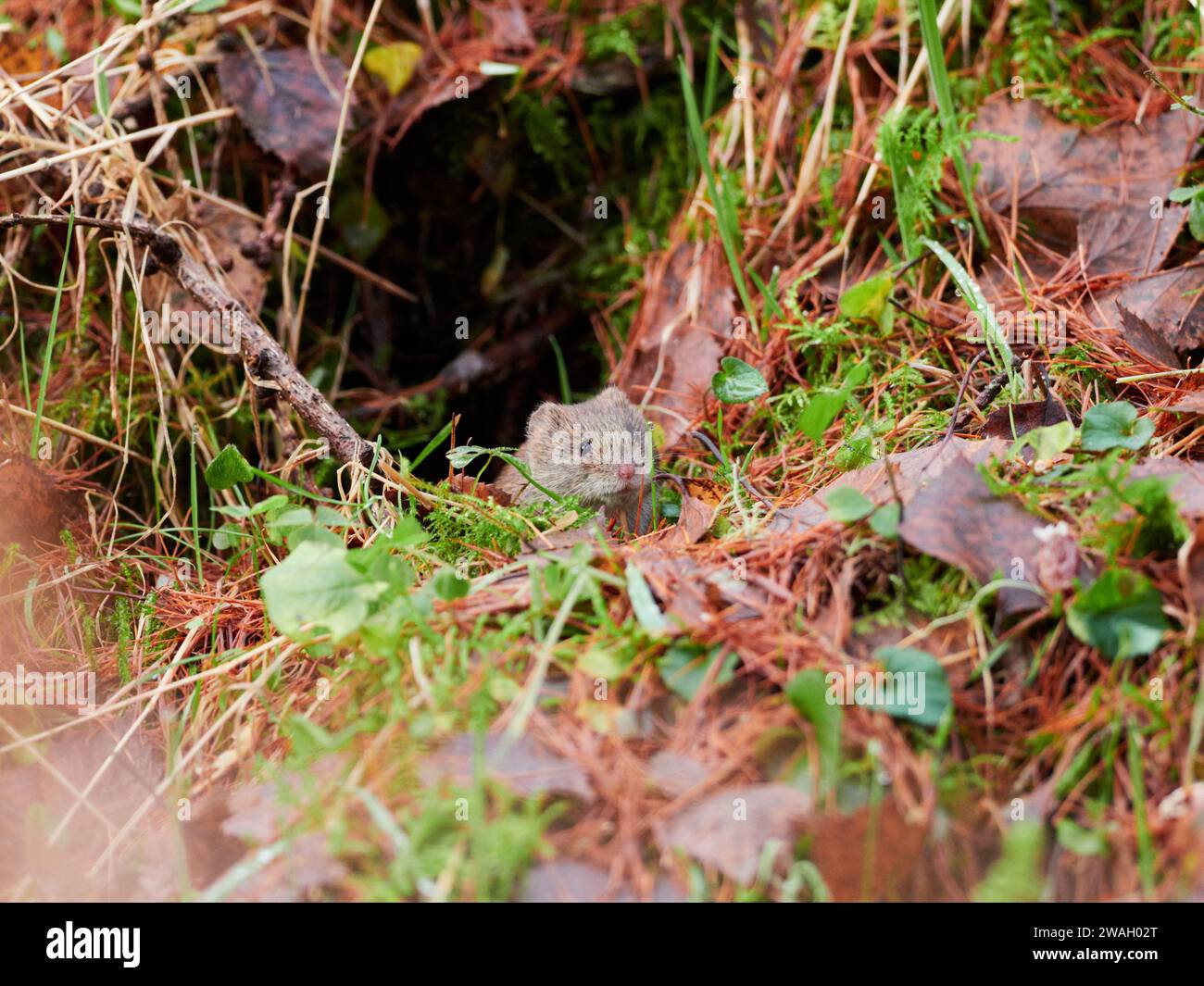 Campagnol roussâtre (Myodes glareolus) dans la forêt, les Highlands écossais, Royaume-Uni Banque D'Images