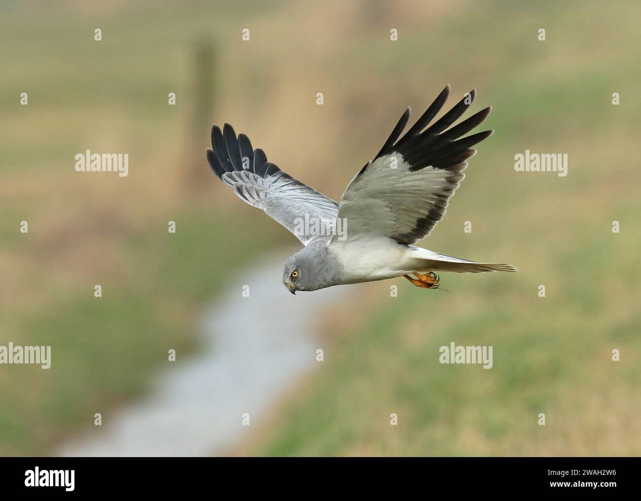Harrier à poules (Circus cyaneus), mâle en vol de chasse, vue latérale, pays-Bas, pays-Bas du Nord, Wieringen, Hippolytushoef Banque D'Images