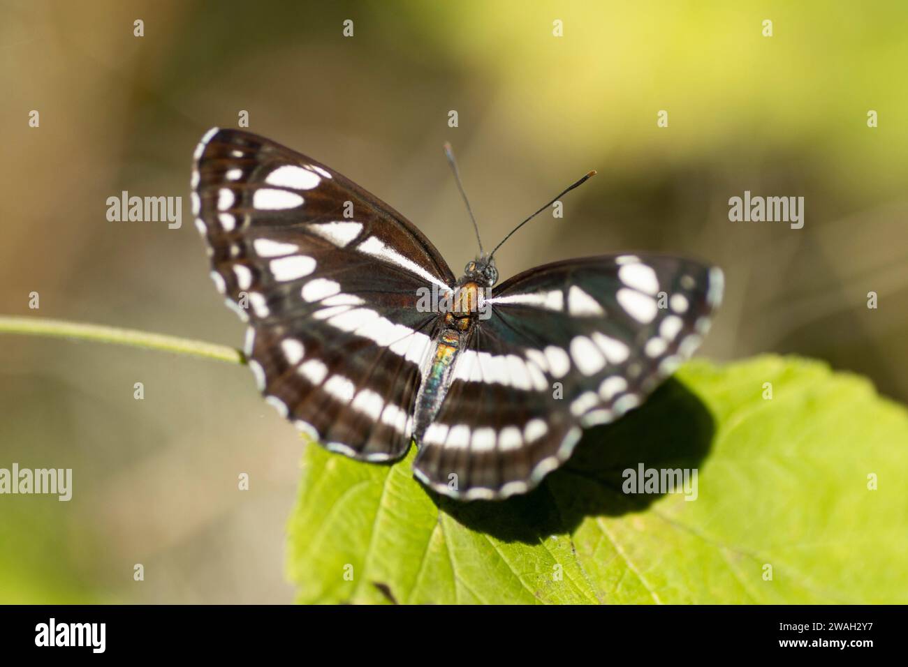 Planeur commun, planeur de Pallas (Neptis sappho), mâle assis sur une feuille, vue dorsale, Croatie Banque D'Images