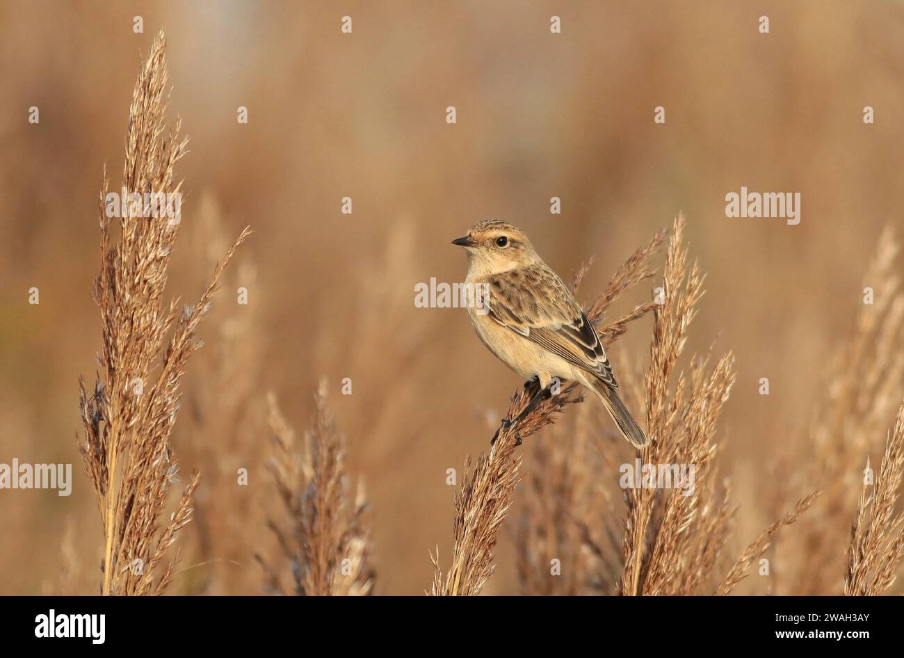 Stonechat de Sibérie, stonechat d'Asie (Saxicola maurus), jeune oiseau perché dans le roseau, pays-Bas, pays-Bas du Nord, Westerland Banque D'Images