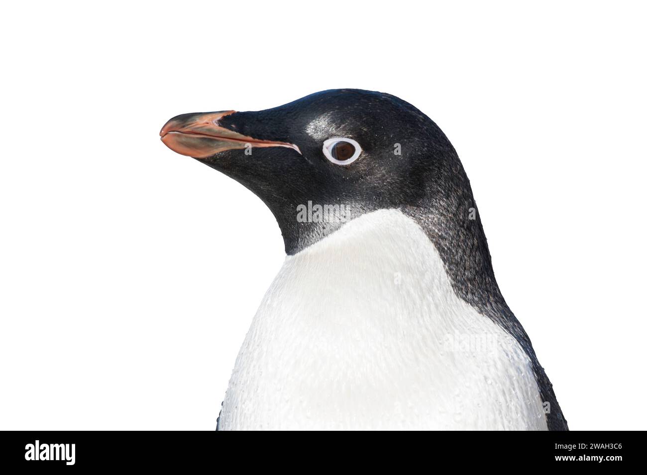 Image découpée de la tête et du bec d'un seul manchot Adélie, Pygoscelis adeliae, Antarctique Banque D'Images