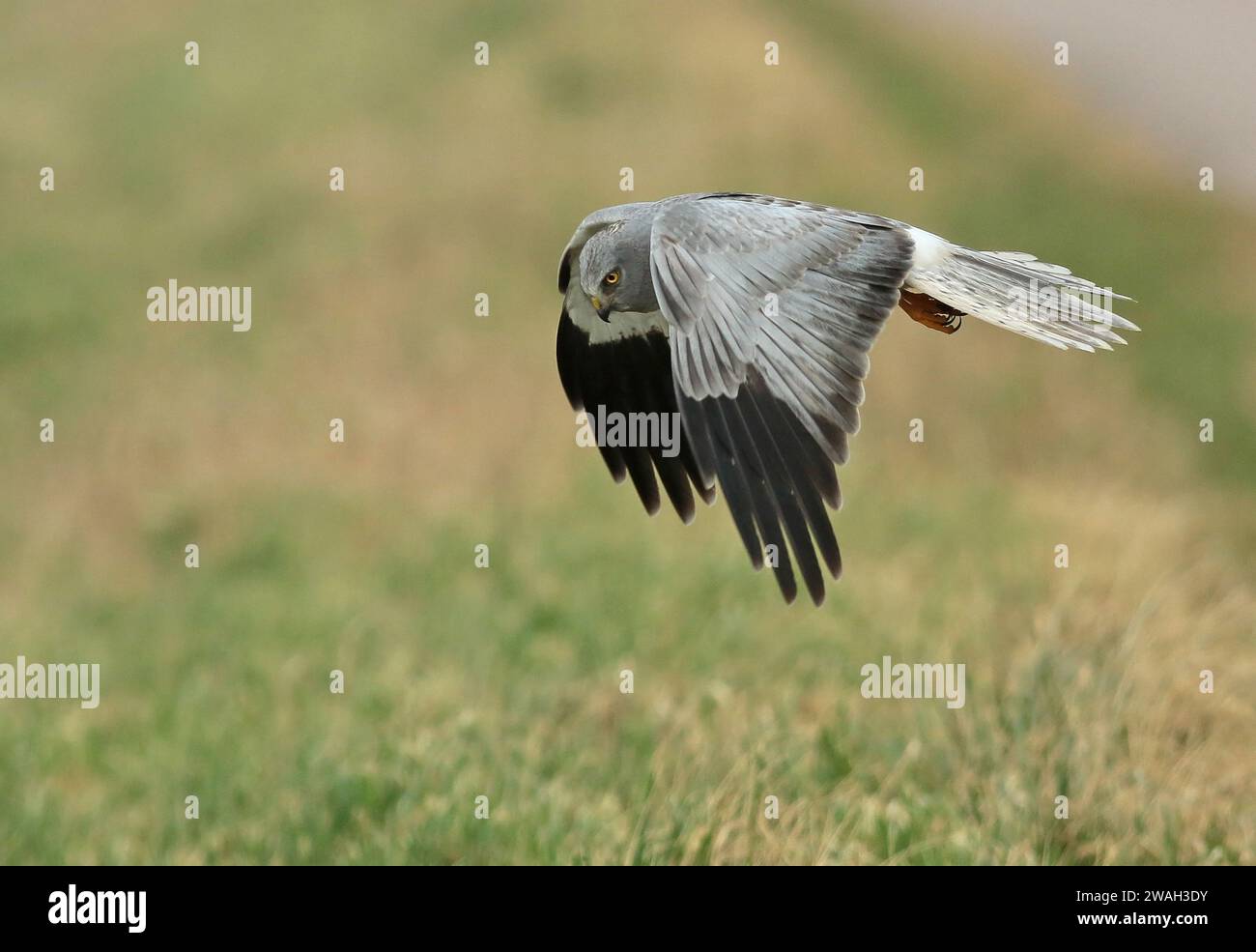 Harrier à poules (Circus cyaneus), mâle en vol de chasse, vue latérale, pays-Bas, pays-Bas du Nord, Wieringen, Hippolytushoef Banque D'Images