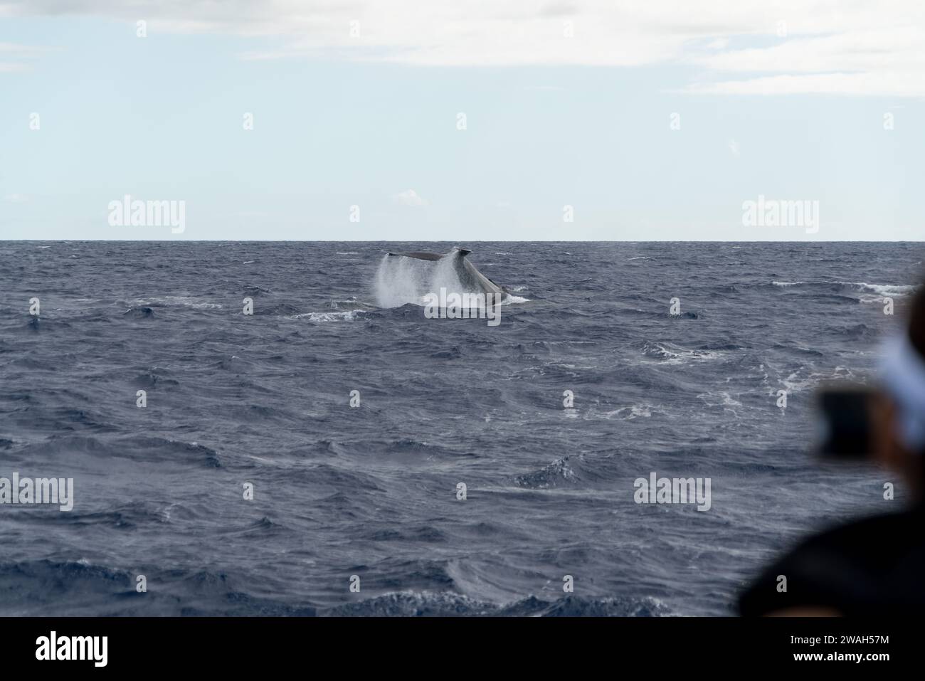 Capturer la queue d'une baleine lors d'une aventure océanique à Maui Banque D'Images