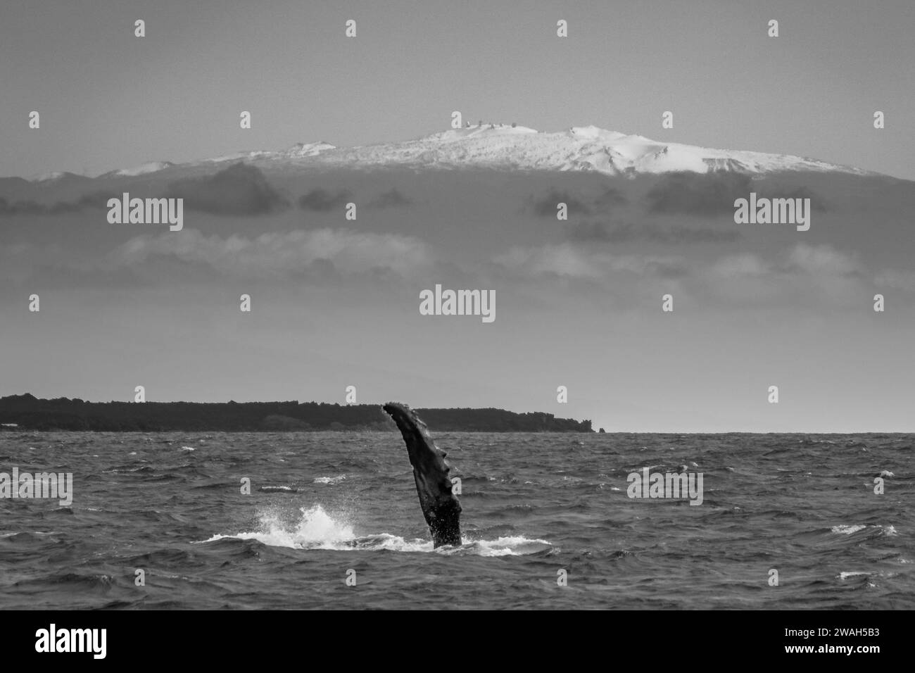 Queue de baleine majestueuse avec une montagne enneigée en toile de fond Banque D'Images