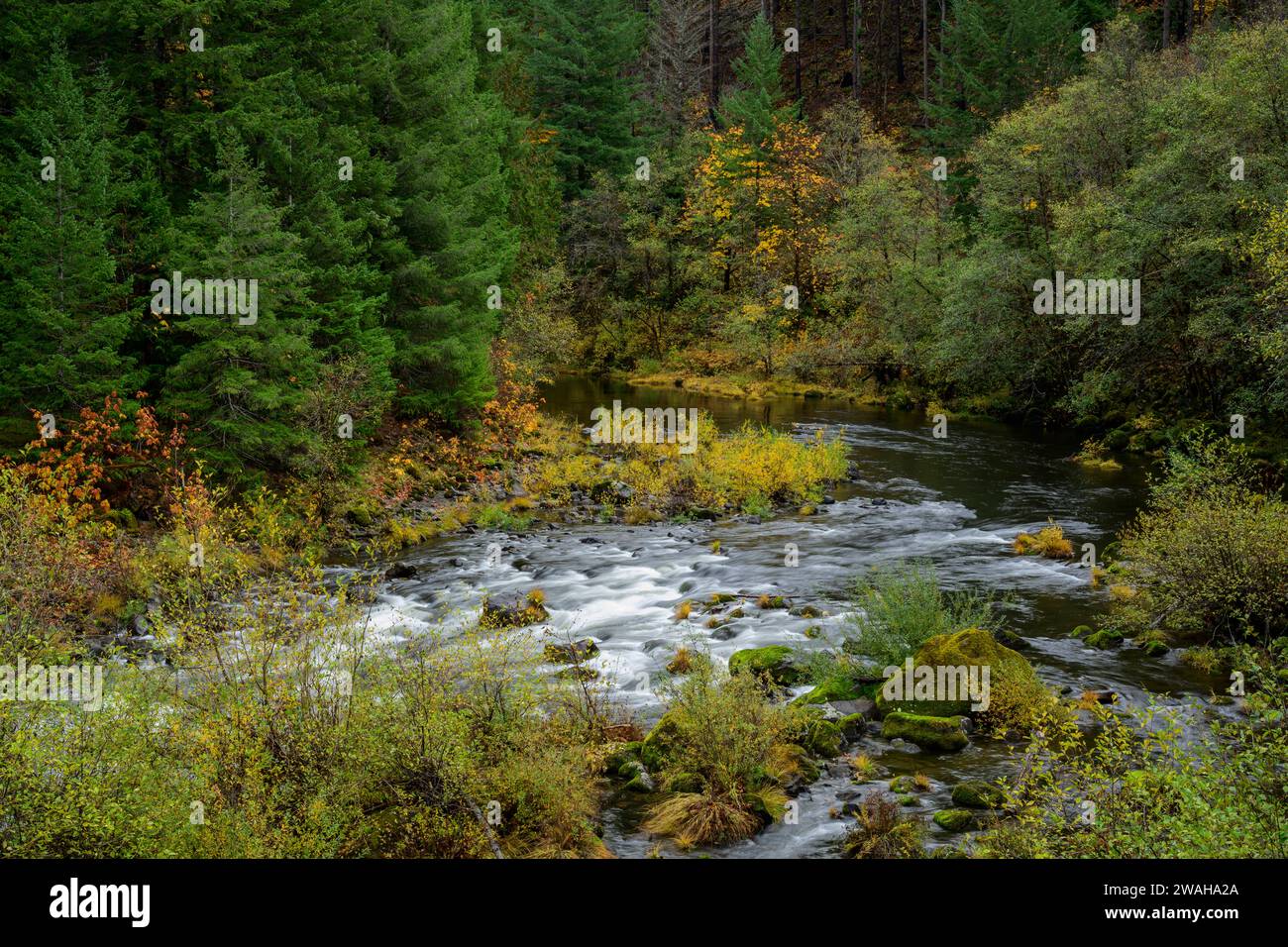 North Fork Middle Fork de la rivière Willamette ; Willamette National Forest, Oregon. Banque D'Images