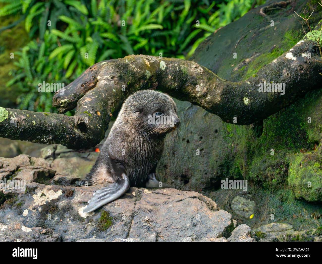 Bébé otarie à fourrure de Nouvelle-Zélande, arctocephalus forsteri, à Dusky Sound, parc national du Fiordland, Nouvelle-Zélande Banque D'Images