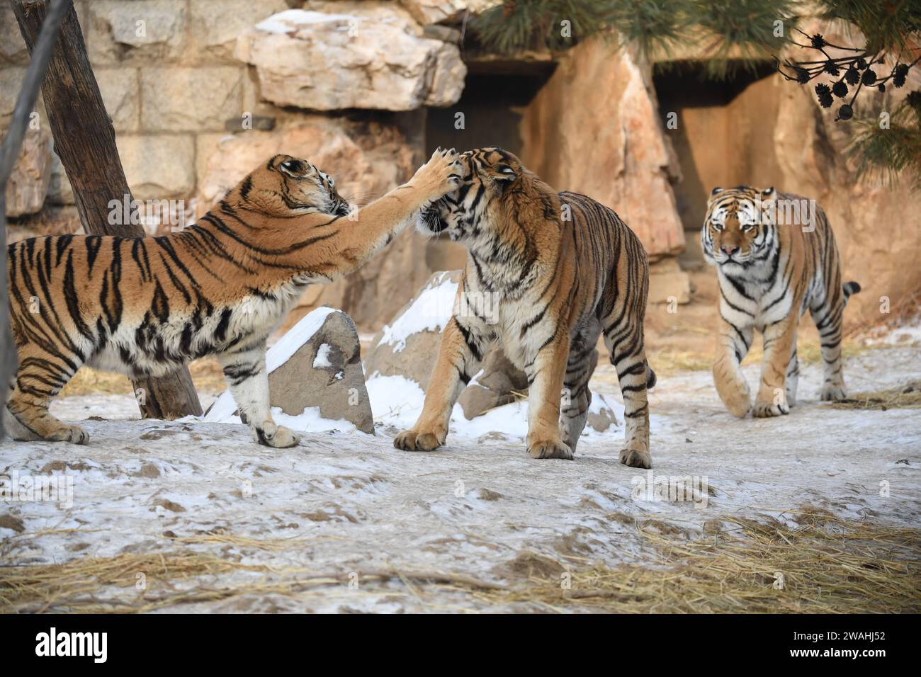 CHANGCHUN, CHINE - 4 JANVIER 2024 - les tigres de Sibérie jouent dans la neige au jardin botanique et animalier de Changchun à Changchun, province de Jilin, Chine, Ja Banque D'Images