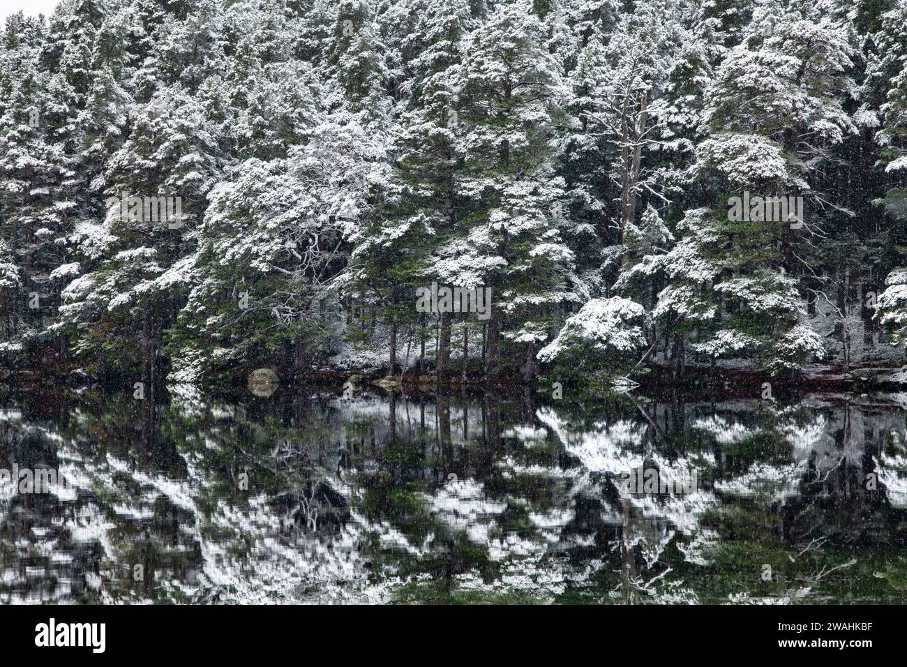 Arbres reflétés dans le Loch Garten dans la neige. Highlands, Écosse Banque D'Images