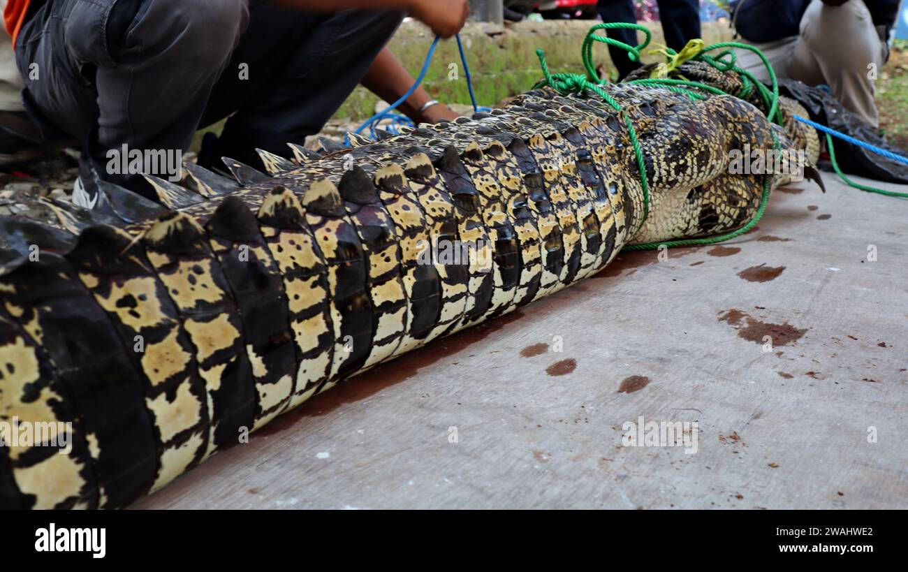 Les crocodiles estuariens sauvages qui sont capturés et seront sécurisés par des officiers, leurs corps sont cordés hors du monastère ne sont pas dangereux Banque D'Images