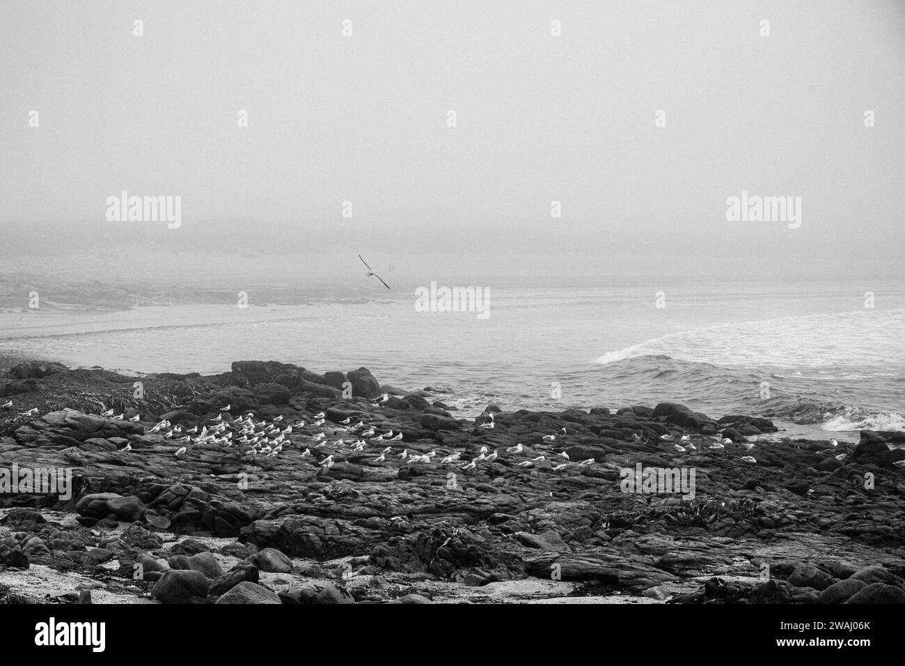 Un oiseau volant dans un ciel brumeux au-dessus de l'océan et un groupe de mouettes sur les rochers du rivage. Banque D'Images