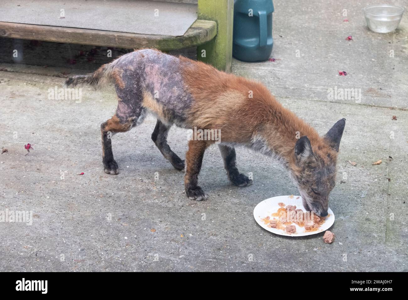 Renard urbain récupérant de la gale sarcoptique, UK Wild Fox Banque D'Images
